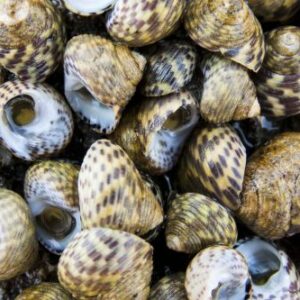 Gibbule commune ou Gibbule toupie (Phorcus turbinatus)