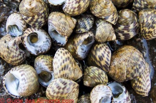 Gibbule commune ou Gibbule toupie (Phorcus turbinatus)