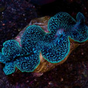 B&eacute;nitier commun ou Pahua (Tridacna maxima)