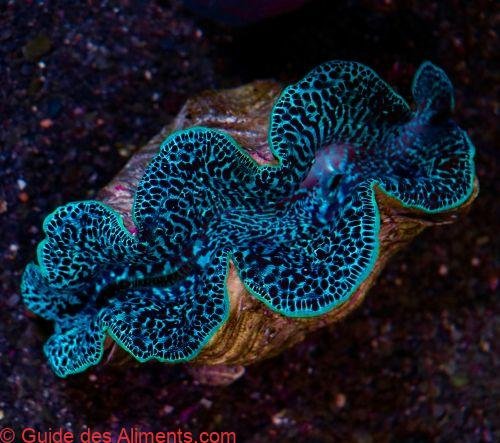 Bénitier commun ou Pahua (Tridacna maxima)