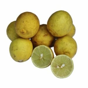 Darwin Bush Lime