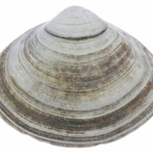 Spisula elliptica — palourde elliptique de l’Atlantique