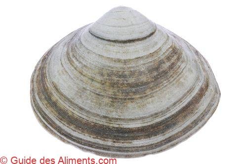 Spisula elliptica — palourde elliptique de l’Atlantique