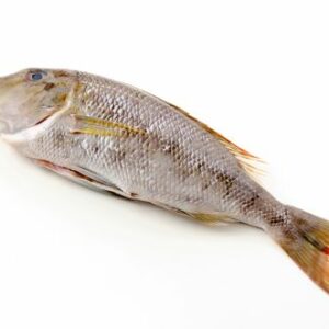 bec de cane bleuté (Lethrinus nebulosus)