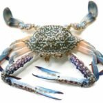 étrille bleue (Portunus pelagicus)