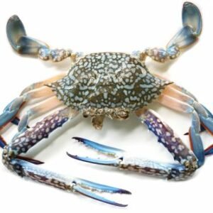 étrille bleue (Portunus pelagicus)