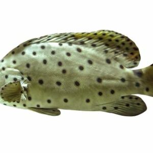 m&eacute;rou bossu (Cromileptes altivelis)