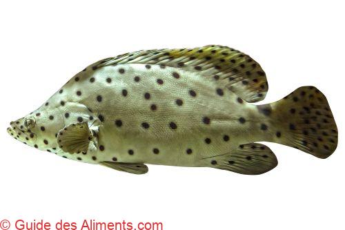 mérou bossu (Cromileptes altivelis)