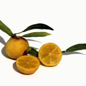Eremocitrus glauca