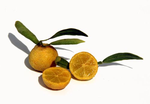 Eremocitrus glauca