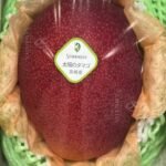 Mangue Taiyō no tamago