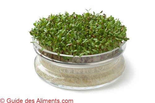 alfalfa