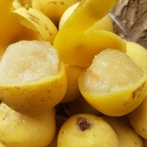 marula (Sclerocarya birrea)