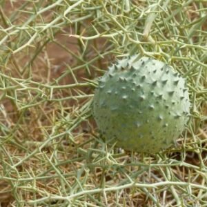 melon des sables (Acanthosicyos horridus)