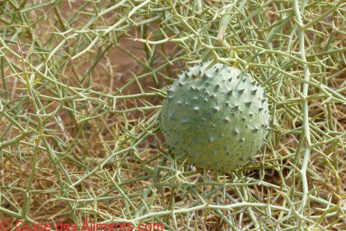 melon des sables (Acanthosicyos horridus)
