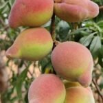 pêche Téton de Vénus