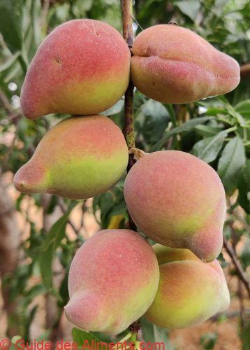 pêche Téton de Vénus