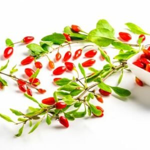 pousses de baies de goji