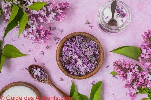 Fleurs de lilas
