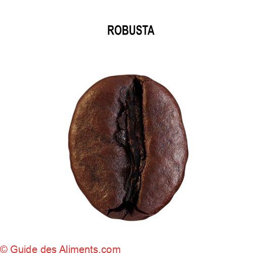 café Robusta