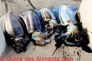 encre de seiche