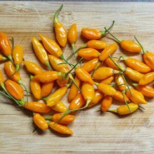 Piment Golden Nugget
