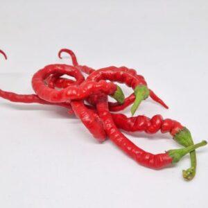 piment thunder mountain longhorn