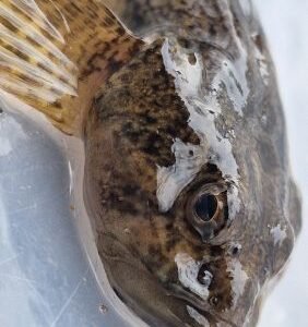 chabot commun (Cottus gobio)