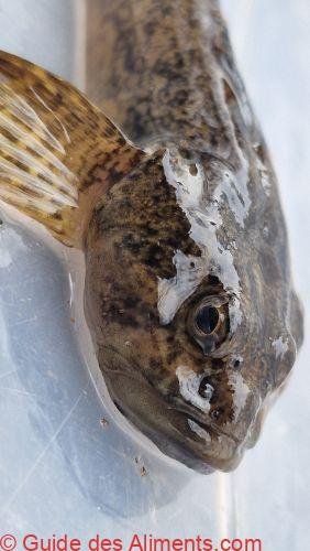 chabot commun (Cottus gobio)